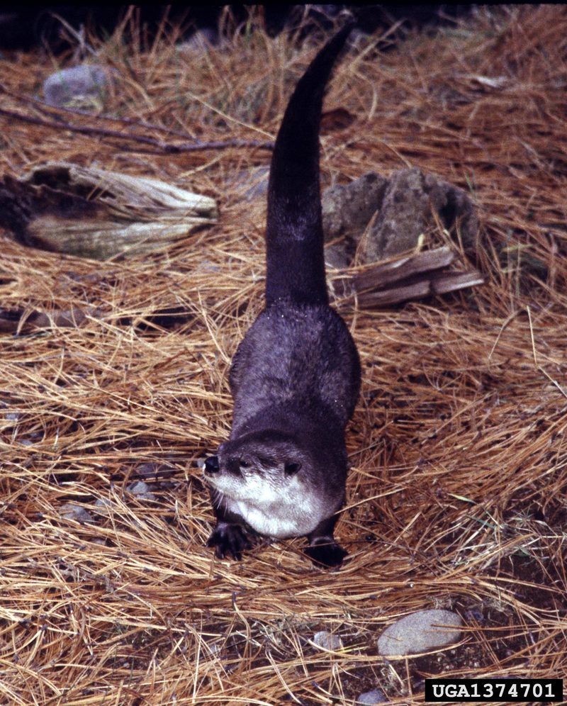 North American River Otter (Lontra canadensis){!--북미수달-->; DISPLAY FULL IMAGE.