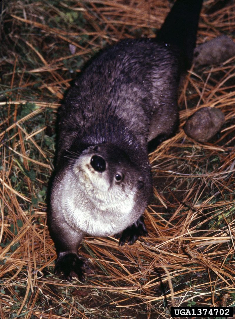 North American River Otter (Lontra canadensis){!--북미수달-->; DISPLAY FULL IMAGE.