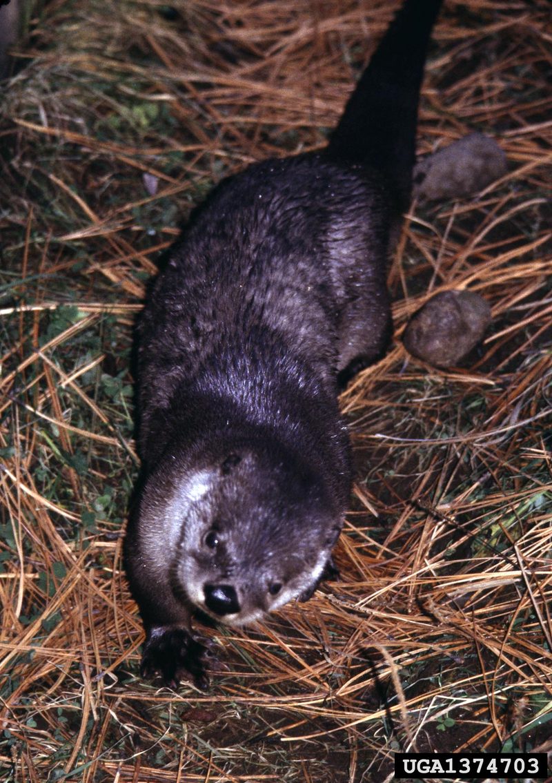 North American River Otter (Lontra canadensis){!--북미수달-->; DISPLAY FULL IMAGE.