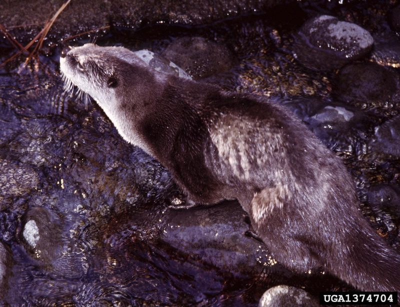 North American River Otter (Lontra canadensis){!--북미수달-->; DISPLAY FULL IMAGE.