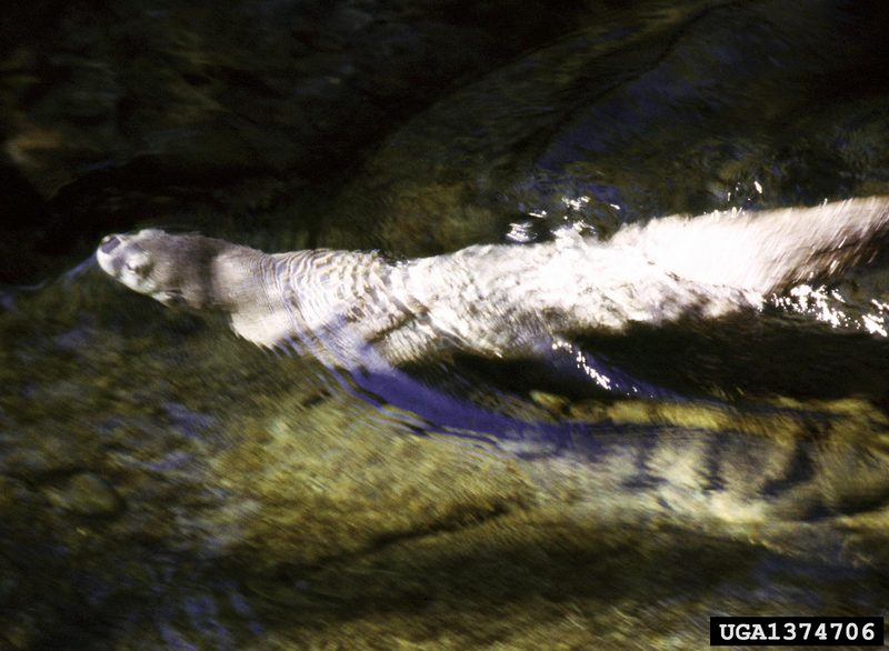 North American River Otter (Lontra canadensis){!--북미수달-->; DISPLAY FULL IMAGE.