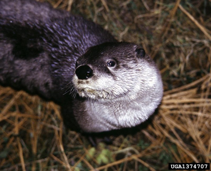 North American River Otter (Lontra canadensis){!--북미수달-->; DISPLAY FULL IMAGE.