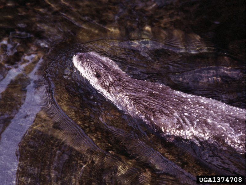 North American River Otter (Lontra canadensis){!--북미수달-->; DISPLAY FULL IMAGE.