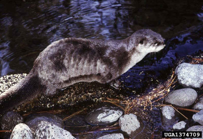 North American River Otter (Lontra canadensis){!--북미수달-->; DISPLAY FULL IMAGE.