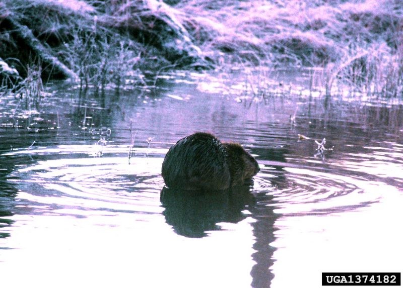 American Beaver (Castor canadensis) {!--캐나다비버-->; DISPLAY FULL IMAGE.