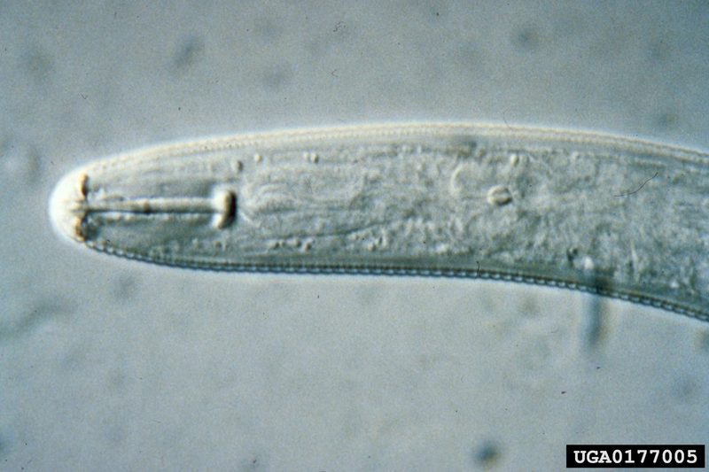 Soybean Cyst Nematode (Heterodera glycines) {!--콩씨스트선충-->; DISPLAY FULL IMAGE.