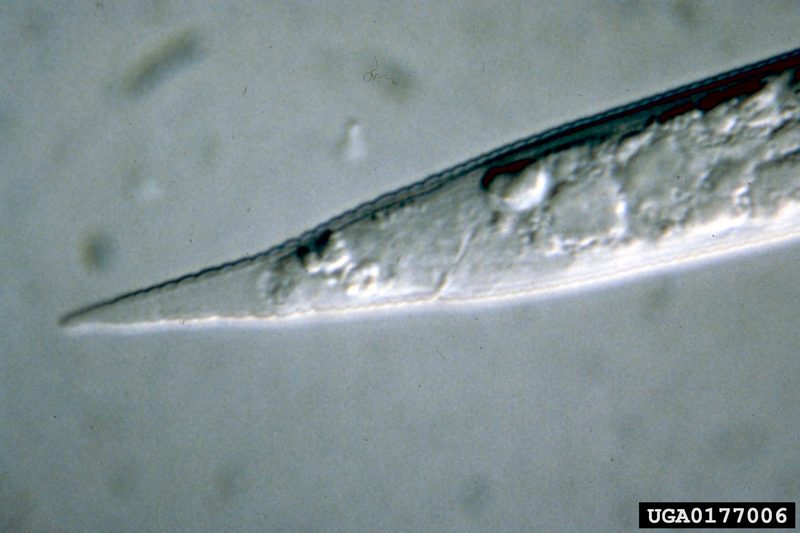 Soybean Cyst Nematode (Heterodera glycines) {!--콩씨스트선충-->; DISPLAY FULL IMAGE.