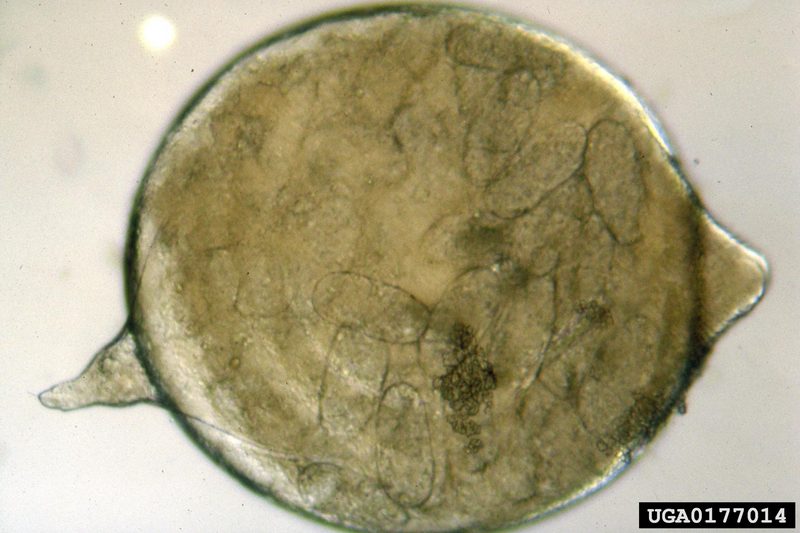 Soybean Cyst Nematode (Heterodera glycines) {!--콩씨스트선충-->; DISPLAY FULL IMAGE.