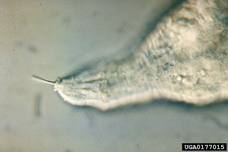 Soybean Cyst Nematode (Heterodera glycines) {!--콩씨스트선충-->; DISPLAY FULL IMAGE.