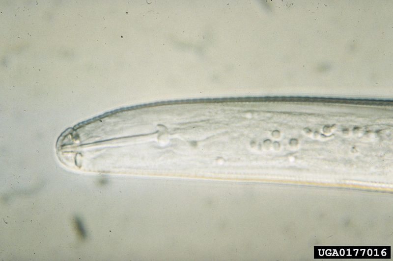 Soybean Cyst Nematode (Heterodera glycines) {!--콩씨스트선충-->; DISPLAY FULL IMAGE.