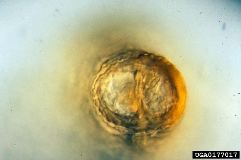 Soybean Cyst Nematode (Heterodera glycines) {!--콩씨스트선충-->; DISPLAY FULL IMAGE.