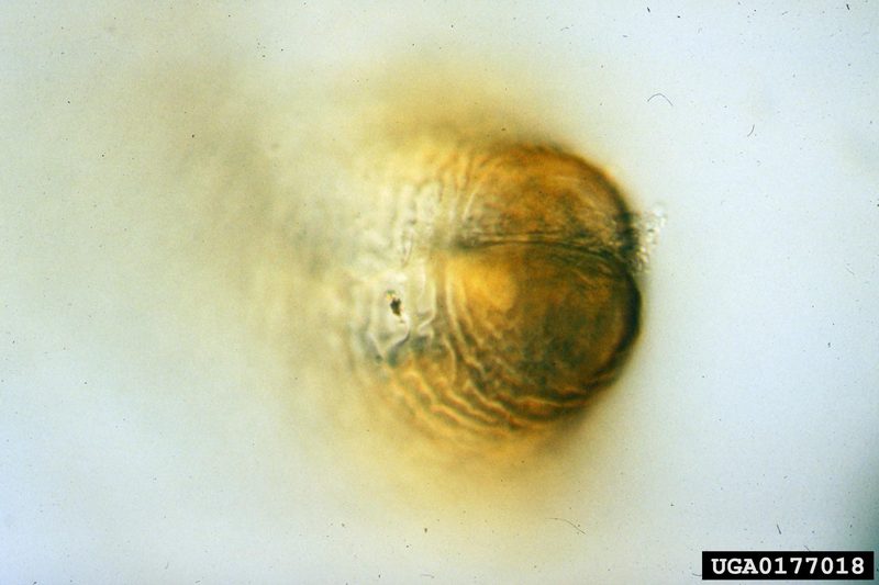 Soybean Cyst Nematode (Heterodera glycines) {!--콩씨스트선충-->; DISPLAY FULL IMAGE.