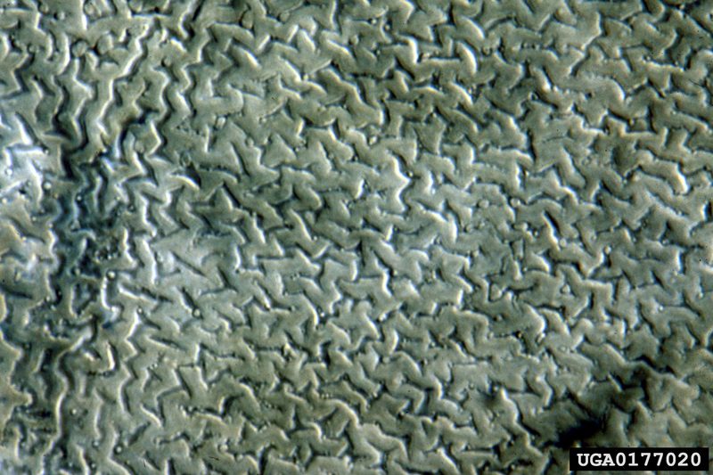 Soybean Cyst Nematode (Heterodera glycines) {!--콩씨스트선충-->; DISPLAY FULL IMAGE.