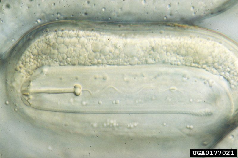 Soybean Cyst Nematode (Heterodera glycines) {!--콩씨스트선충-->; DISPLAY FULL IMAGE.