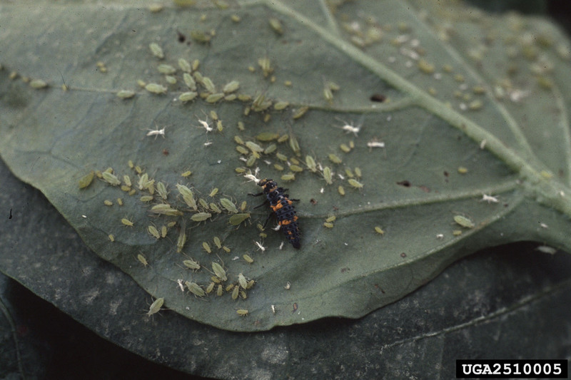 Green Peach Aphid (Myzus persicae) {!--복숭아혹진딧물-->; DISPLAY FULL IMAGE.