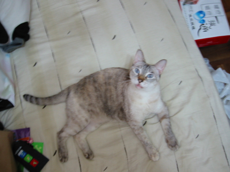 Olga the cat; DISPLAY FULL IMAGE.