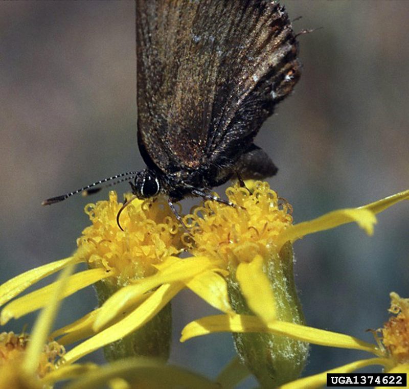 Nelson's Hairstreak Butterfly (Callophrys nelsoni) {!--부전나비과-->; DISPLAY FULL IMAGE.