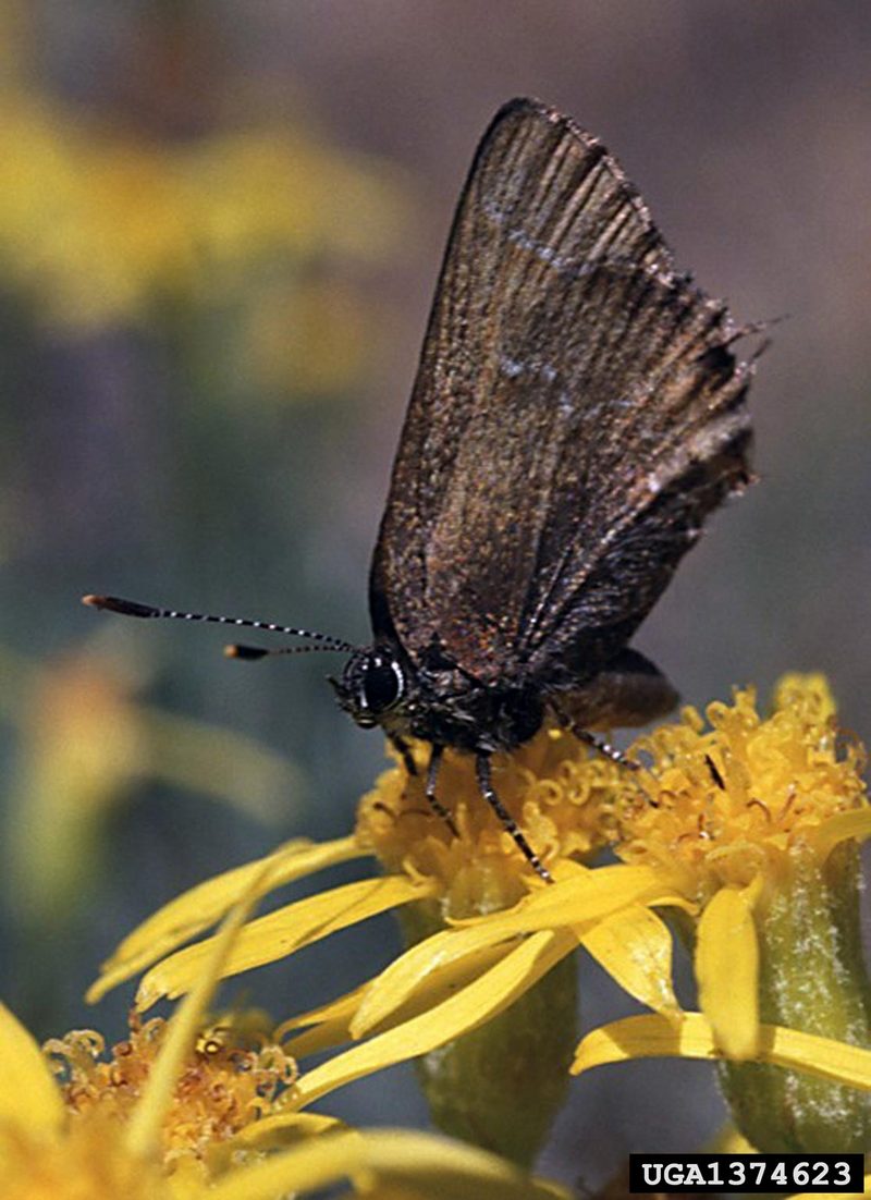 Nelson's Hairstreak Butterfly (Callophrys nelsoni) {!--부전나비과-->; DISPLAY FULL IMAGE.