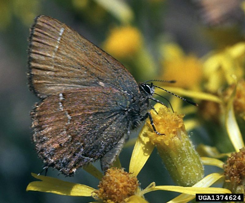 Nelson's Hairstreak Butterfly (Callophrys nelsoni) {!--부전나비과-->; DISPLAY FULL IMAGE.