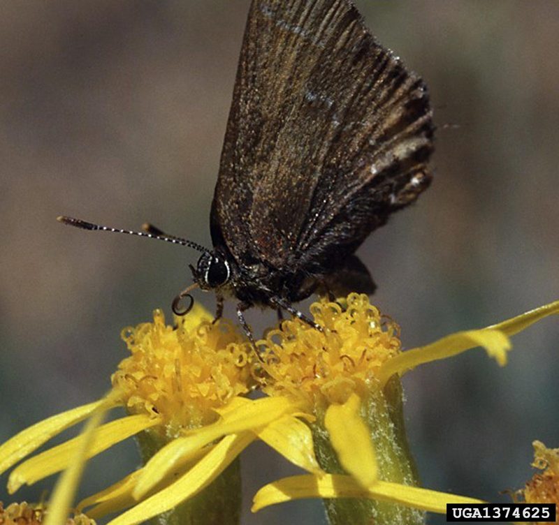 Nelson's Hairstreak Butterfly (Callophrys nelsoni) {!--부전나비과-->; DISPLAY FULL IMAGE.