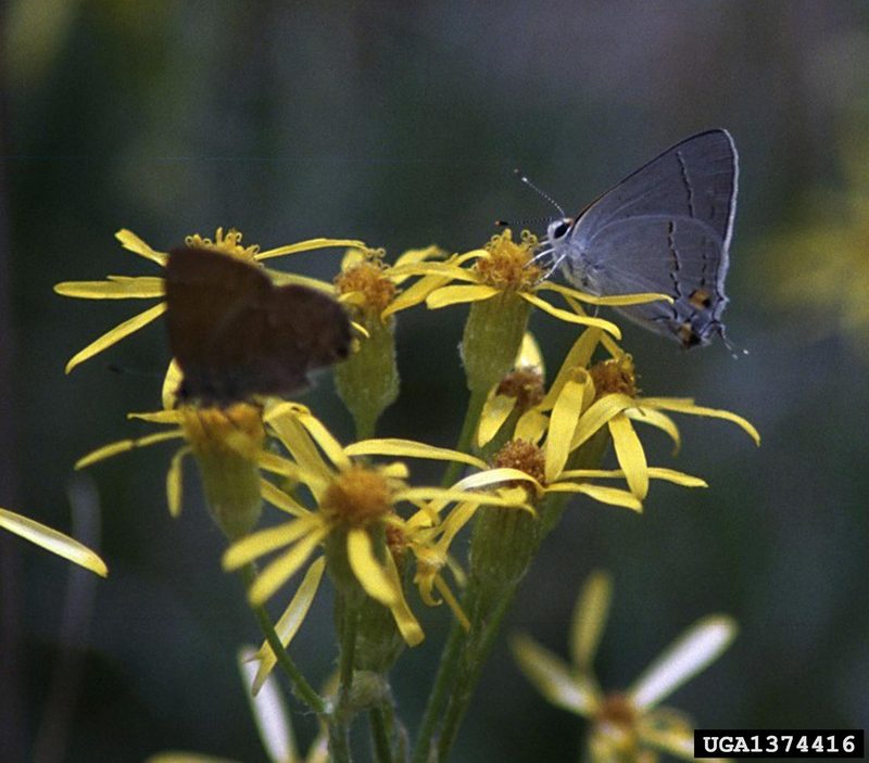 Gray Hairstreak Butterfly (Strymon melinus) {!--부전나비과-->; DISPLAY FULL IMAGE.