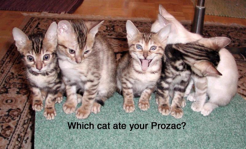 Which cat ate your Prozac?; DISPLAY FULL IMAGE.