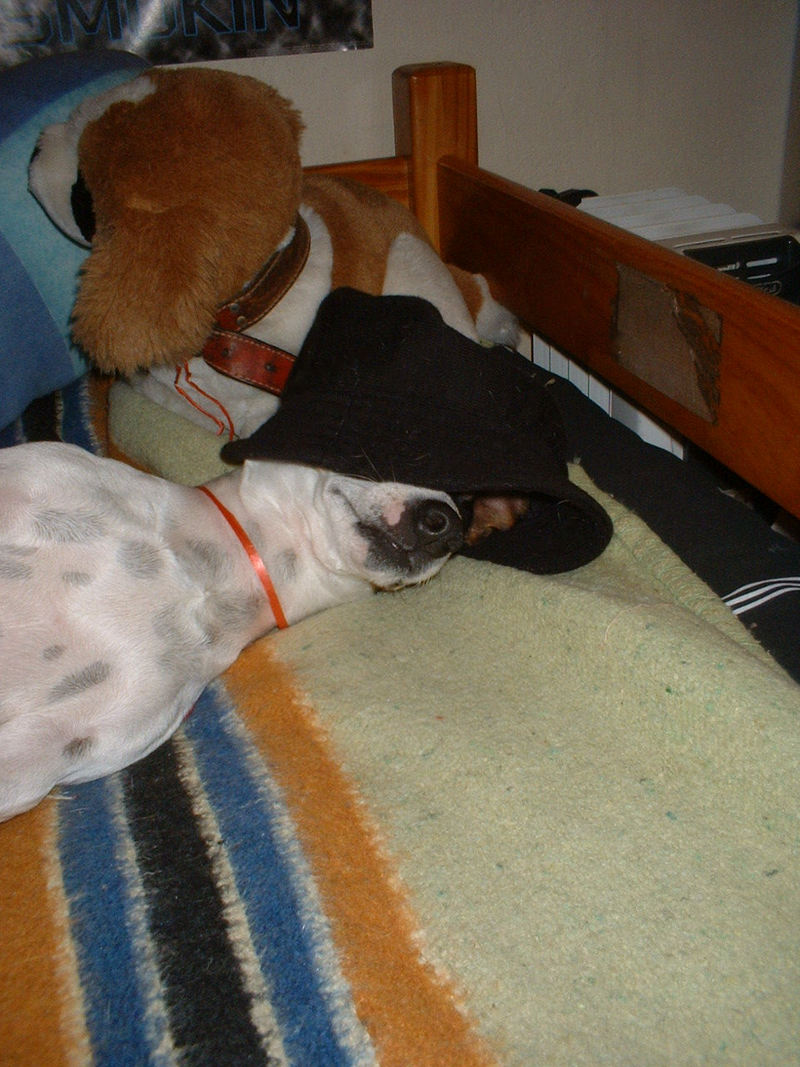 Dog; DISPLAY FULL IMAGE.