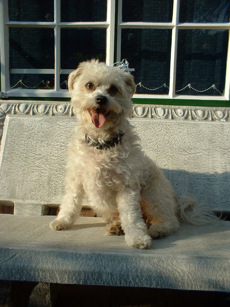 Dog; DISPLAY FULL IMAGE.
