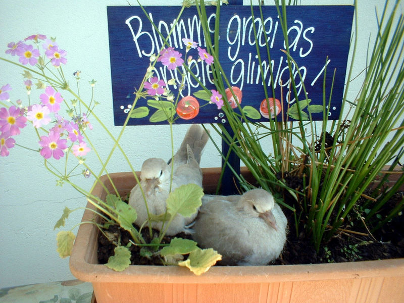 Doves; DISPLAY FULL IMAGE.