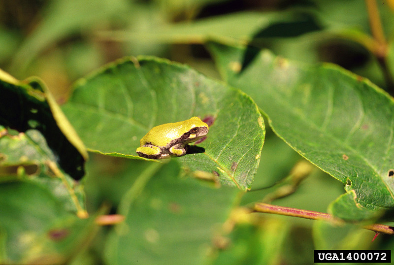 American Green Treefrog (Hyla cinerea) {!--아메리카청개구리-->; DISPLAY FULL IMAGE.