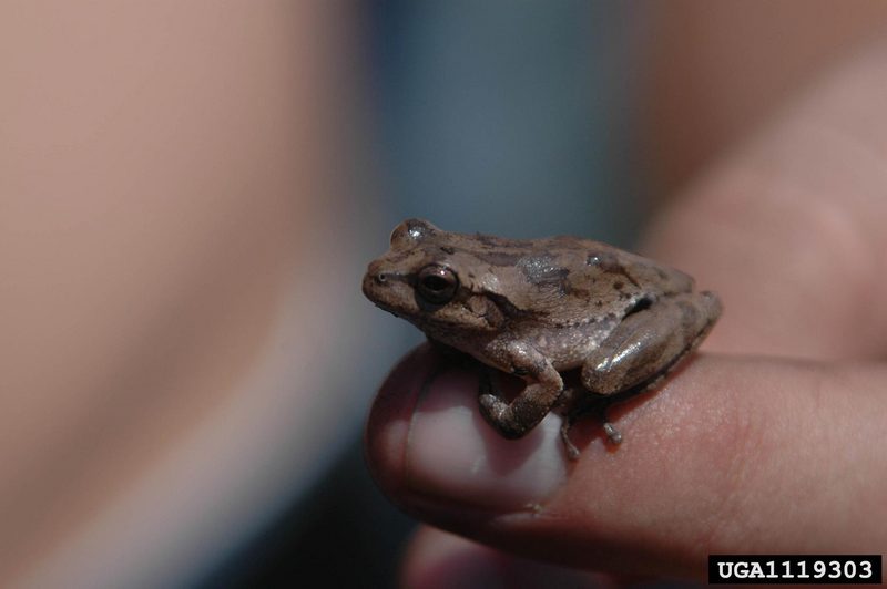 Pine Woods Treefrog (Hyla femoralis) {!--회색나무개구리-->; DISPLAY FULL IMAGE.