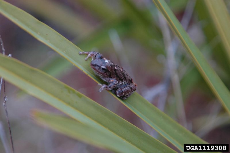 Pine Woods Treefrog (Hyla femoralis) {!--회색나무개구리-->; DISPLAY FULL IMAGE.