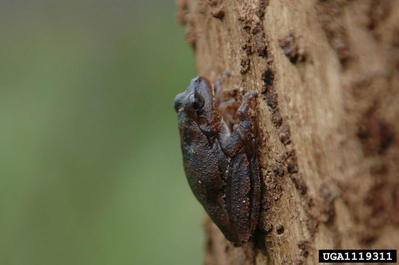 Pine Woods Treefrog (Hyla femoralis) {!--회색나무개구리-->; DISPLAY FULL IMAGE.