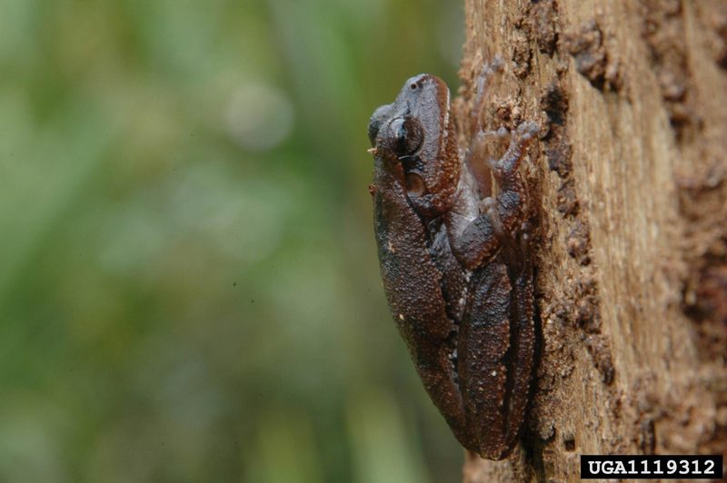 Pine Woods Treefrog (Hyla femoralis) {!--회색나무개구리-->; DISPLAY FULL IMAGE.