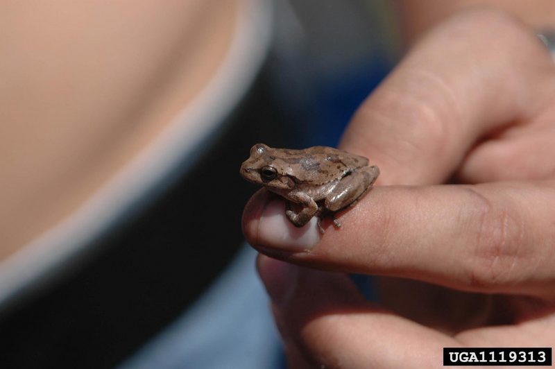 Pine Woods Treefrog (Hyla femoralis) {!--회색나무개구리-->; DISPLAY FULL IMAGE.