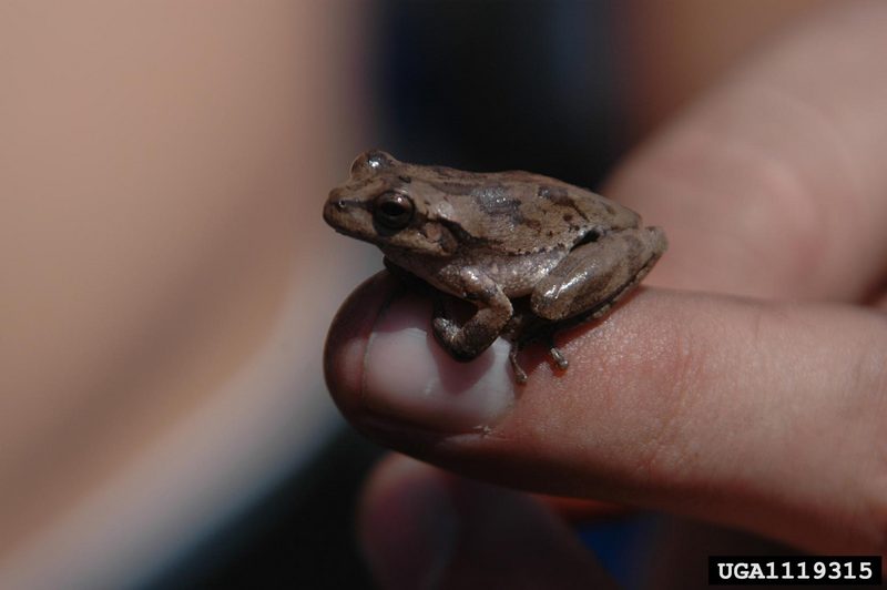 Pine Woods Treefrog (Hyla femoralis) {!--회색나무개구리-->; DISPLAY FULL IMAGE.