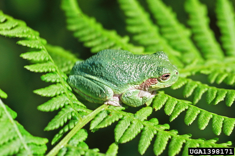 Common Gray Treefrog (Hyla versicolor) {!--회색청개구리-->; DISPLAY FULL IMAGE.