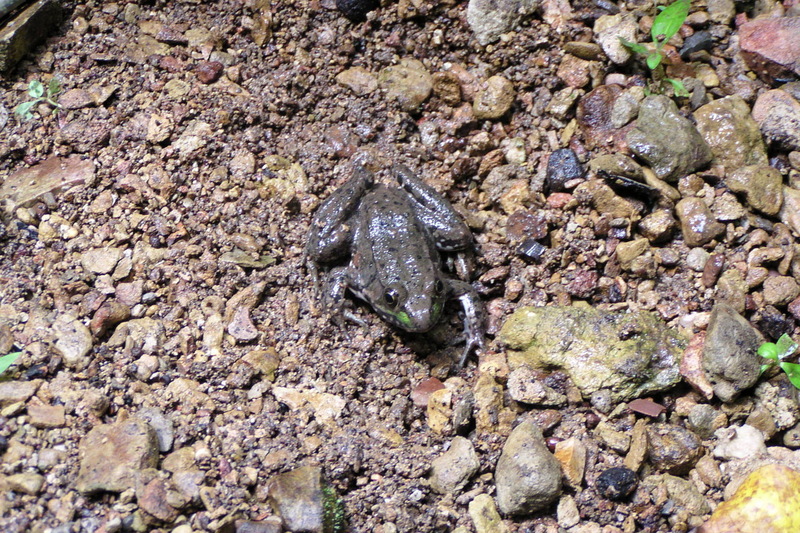 Green Frog (Rana clamitans) {!--녹색개구리-->; DISPLAY FULL IMAGE.