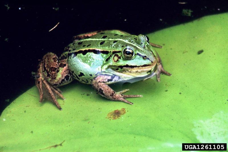 Edible Frog (Rana esculenta) {!--유럽참개구리-->; DISPLAY FULL IMAGE.
