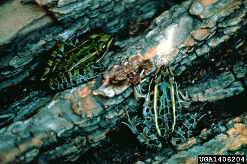 Northern Leopard Frog (Rana pipiens) {!--표범개구리-->; DISPLAY FULL IMAGE.