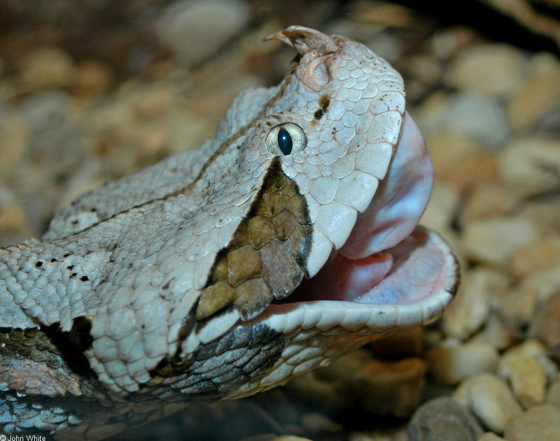 Gaboon Viper (Bitis gabonica) 300; DISPLAY FULL IMAGE.