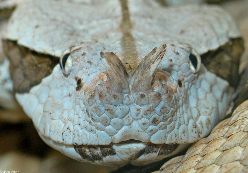 Gaboon Viper (Bitis gabonica) 302; DISPLAY FULL IMAGE.