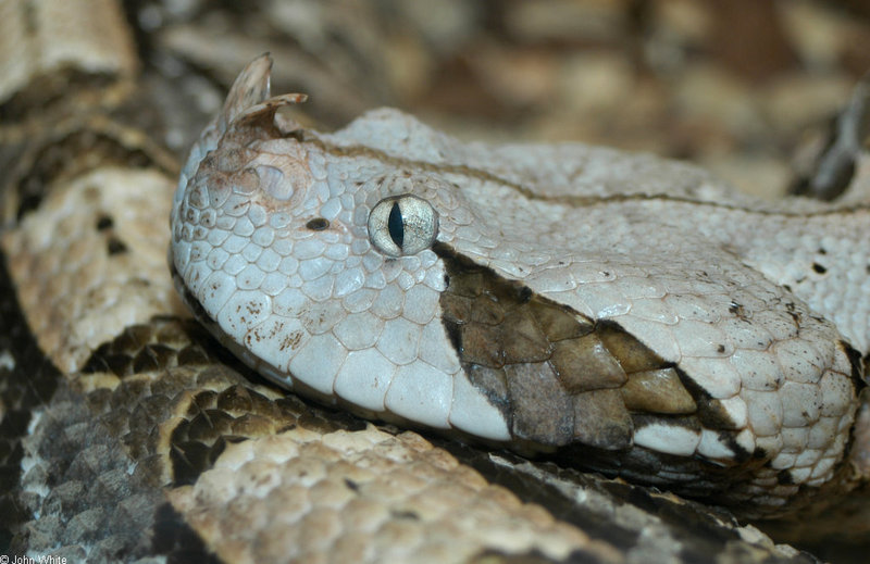 Gaboon Viper (Bitis gabonica) 303; DISPLAY FULL IMAGE.