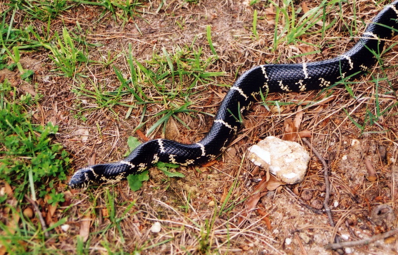 Common Kingsnake (Lampropeltis getula) {!--미국왕뱀-->; DISPLAY FULL IMAGE.