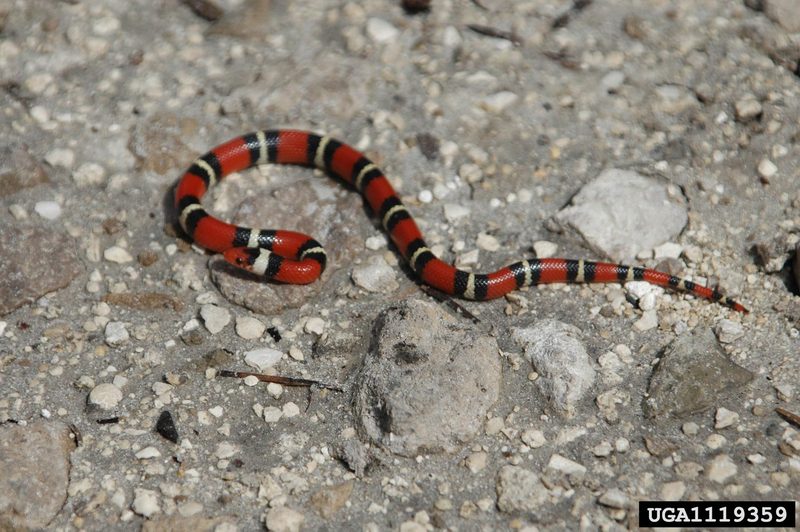 Scarlet King Snake (Lampropeltis triangulum elapsoides) {!--주홍왕뱀/붉은왕뱀(미국왕뱀 아종)-->; DISPLAY FULL IMAGE.