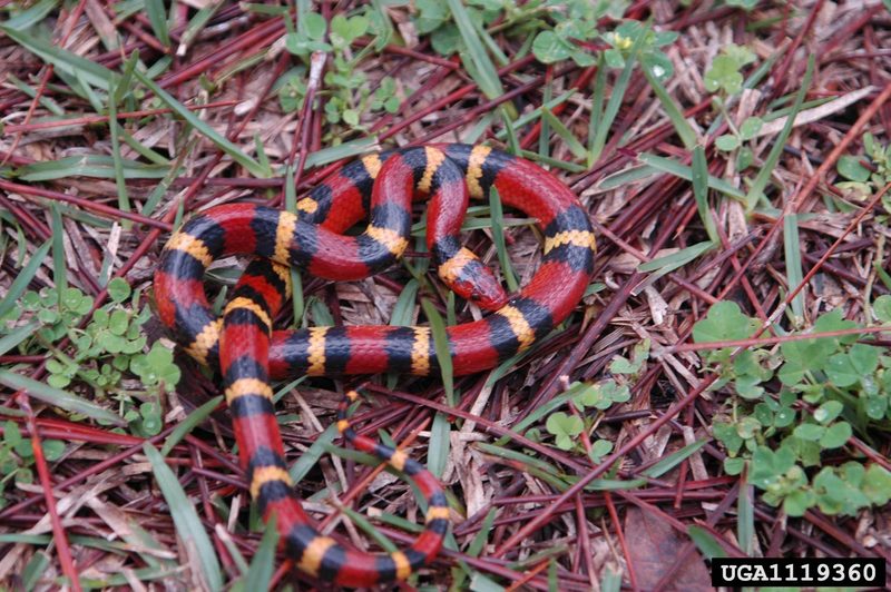 Scarlet King Snake (Lampropeltis triangulum elapsoides) {!--주홍왕뱀/붉은왕뱀(미국왕뱀 아종)-->; DISPLAY FULL IMAGE.