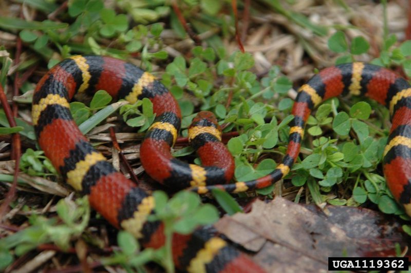 Scarlet King Snake (Lampropeltis triangulum elapsoides) {!--주홍왕뱀/붉은왕뱀(미국왕뱀 아종)-->; DISPLAY FULL IMAGE.