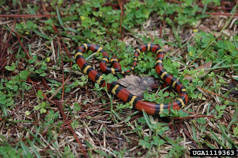 Scarlet King Snake (Lampropeltis triangulum elapsoides) {!--주홍왕뱀/붉은왕뱀(미국왕뱀 아종)-->; DISPLAY FULL IMAGE.
