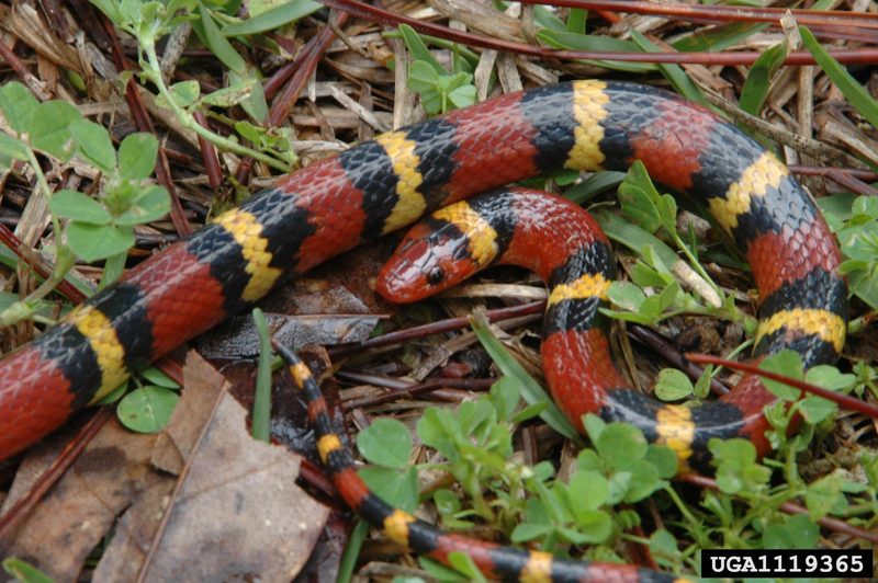 Scarlet King Snake (Lampropeltis triangulum elapsoides) {!--주홍왕뱀/붉은왕뱀(미국왕뱀 아종)-->; DISPLAY FULL IMAGE.