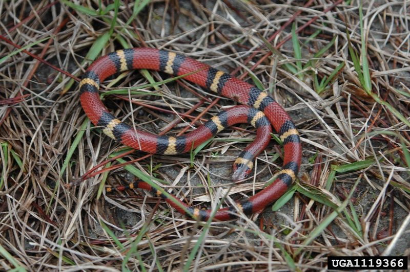 Scarlet King Snake (Lampropeltis triangulum elapsoides) {!--주홍왕뱀/붉은왕뱀-->; DISPLAY FULL IMAGE.